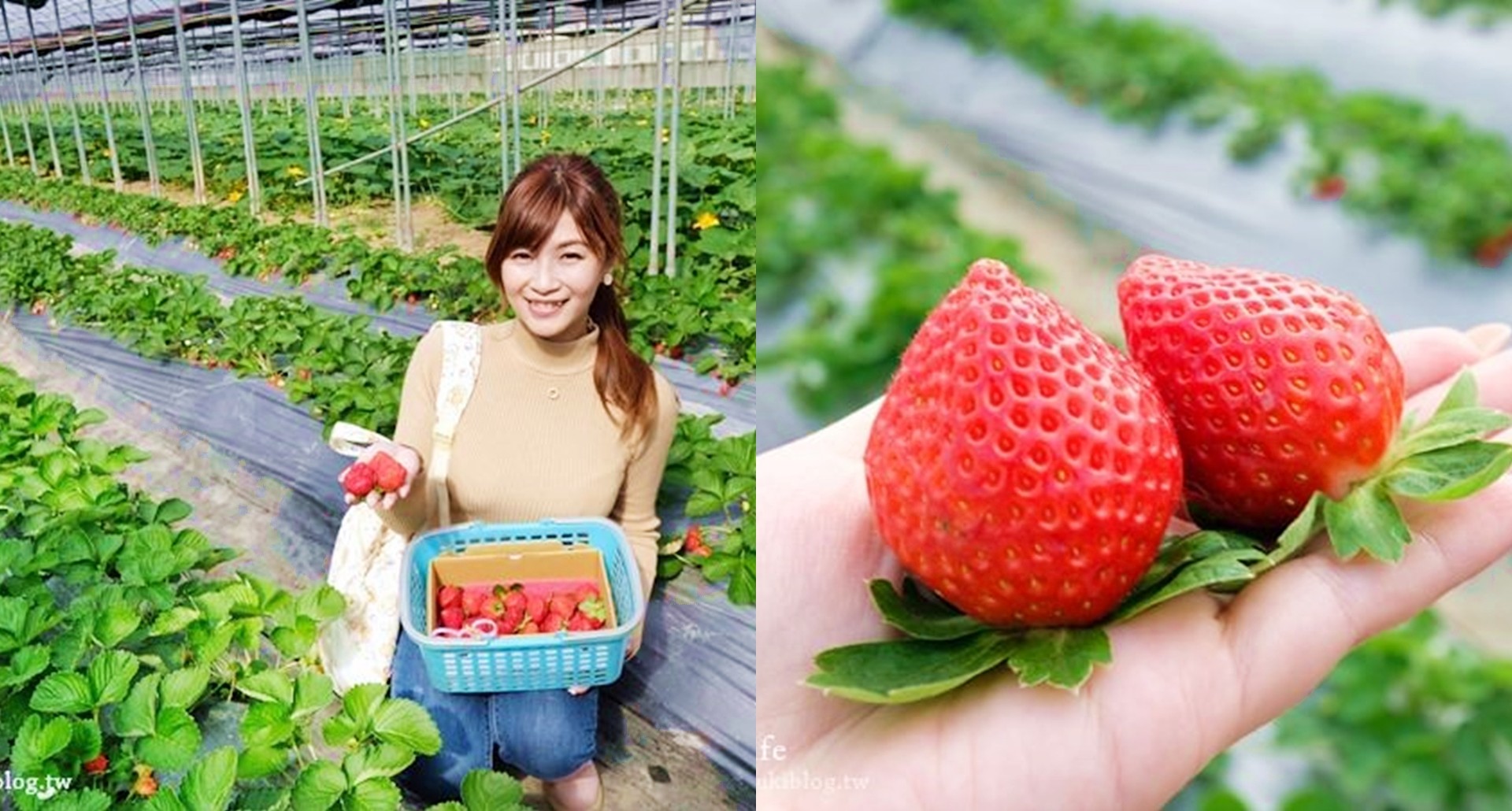 大家在問的北部採草莓推薦『323溫室精緻農場』開放了！場地夠大下雨天也能採~