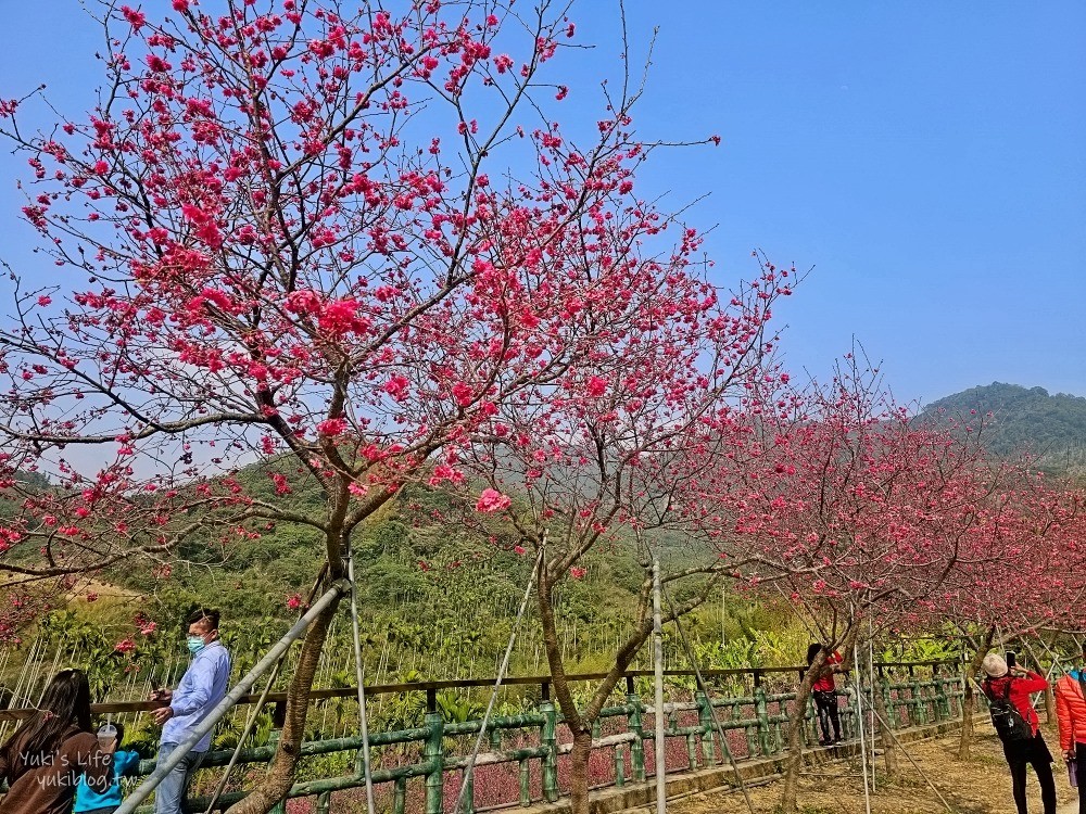 嘉義景點》半天岩紫雲寺，全台最長滾輪溜滑梯還能賞櫻花，阿里山一日遊好去處 - yukiblog.tw