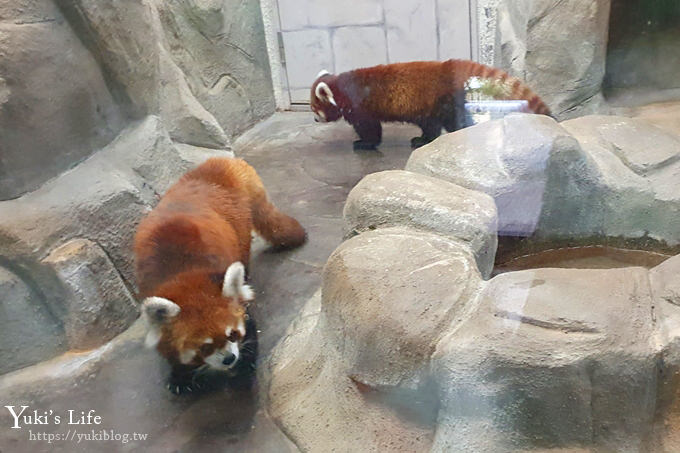 大阪天王寺動物園，北極熊在等你~大阪周遊卡免費觀光親子景點 - yukiblog.tw