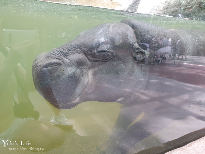 神戶景點》神戶動物王國，超夯親子推薦，室內動物園有水豚君在等你 - yukiblog.tw