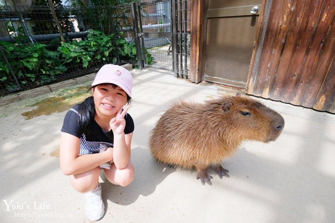神戶景點》神戶動物王國，超夯親子推薦，室內動物園有水豚君在等你 - yukiblog.tw