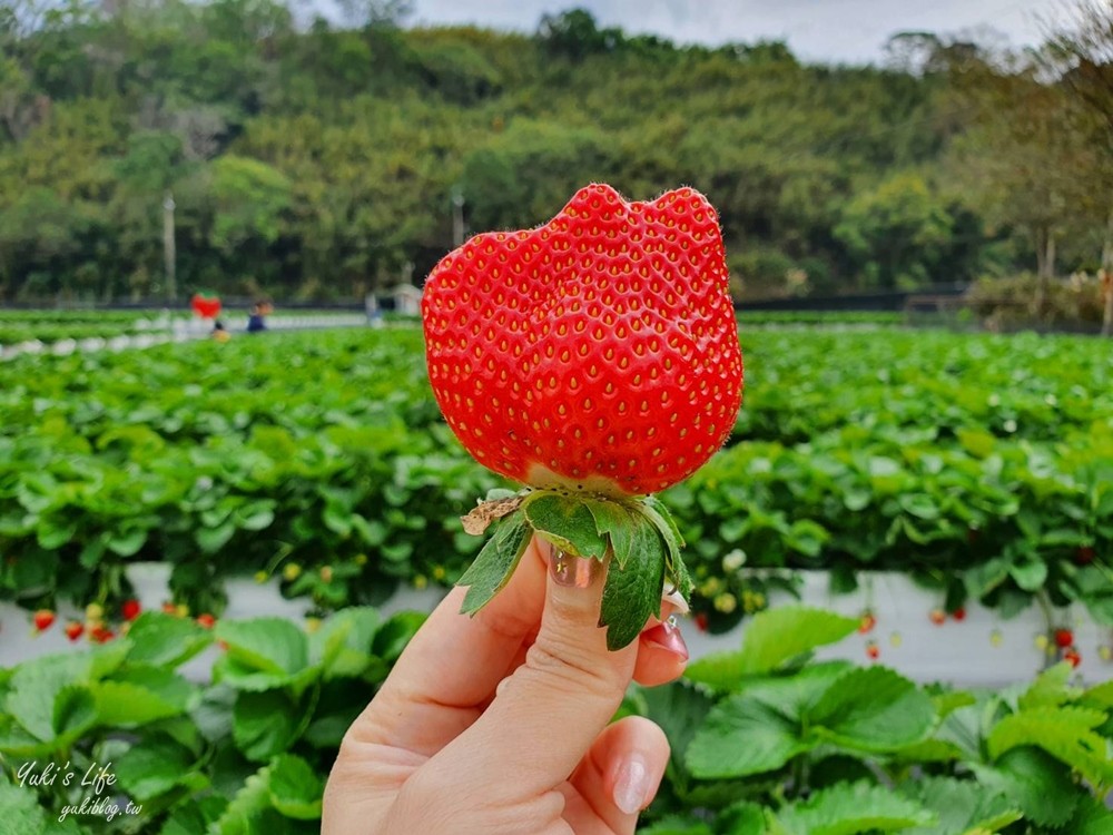 苗栗大湖採草莓推薦這幾家！高架草莓，草莓果醬DIY~香甜草莓在這裡！ - yukiblog.tw