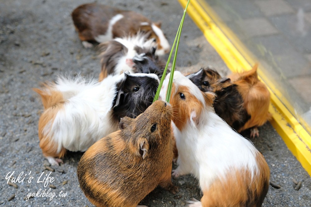 來被小動物療癒！好多動物的童話風農場，草泥馬、天竺鼠、小兔子～親子好去處 - yukiblog.tw