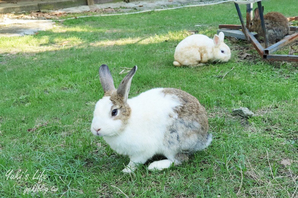 新北【TO House兔子親子庭園餐廳】餵兔子超療癒×十三行博物館附近美食 - yukiblog.tw