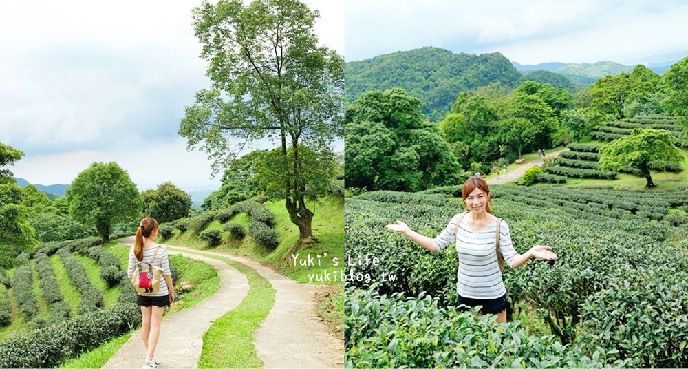 三峽景點【台灣農林熊空茶園】有機茶園景觀秘境～親子散步賞景好去處！
