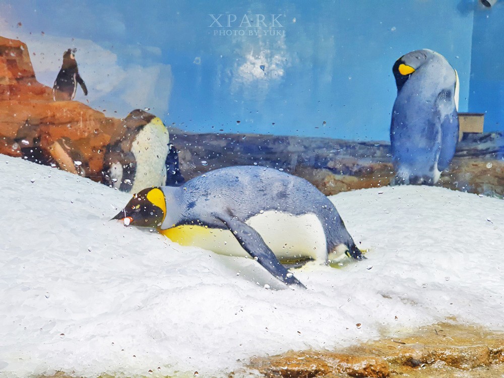 桃園親子景點『Xpark台灣八景島水族館』跟企鵝一起喝咖啡(門票、停車、一日遊行程) - yukiblog.tw