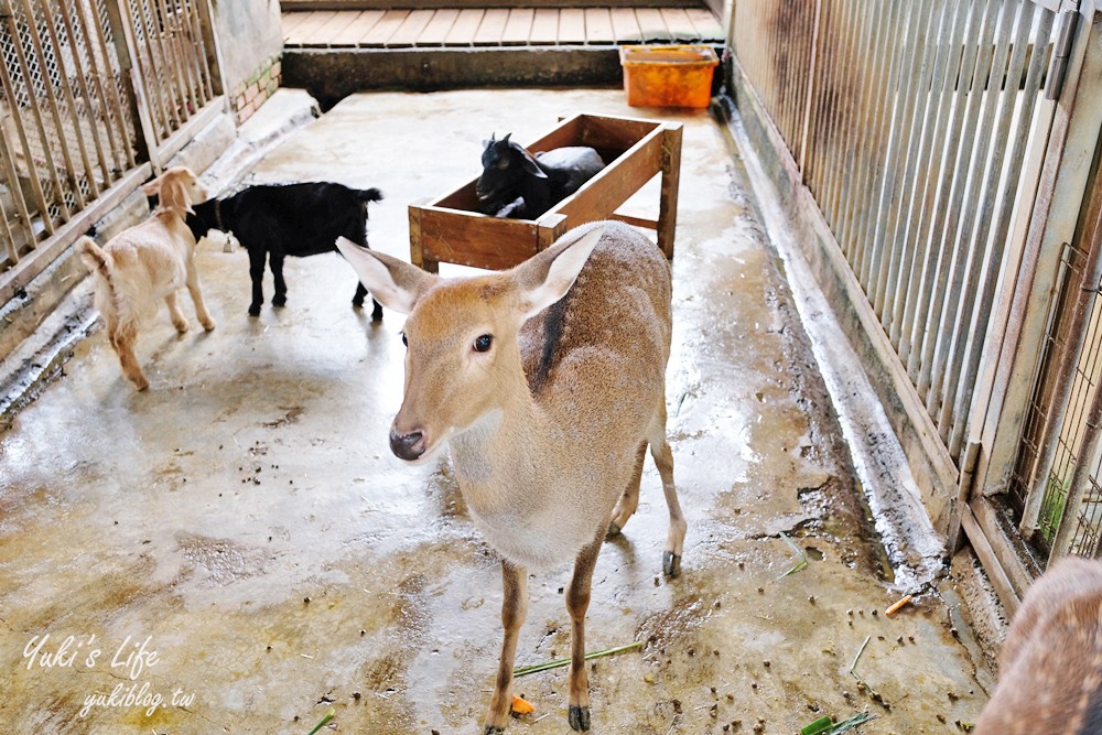 高雄景點【淨園農場】升級親子設施好玩一整天!小動物、看飛機、聚餐下午茶好去處 - yukiblog.tw
