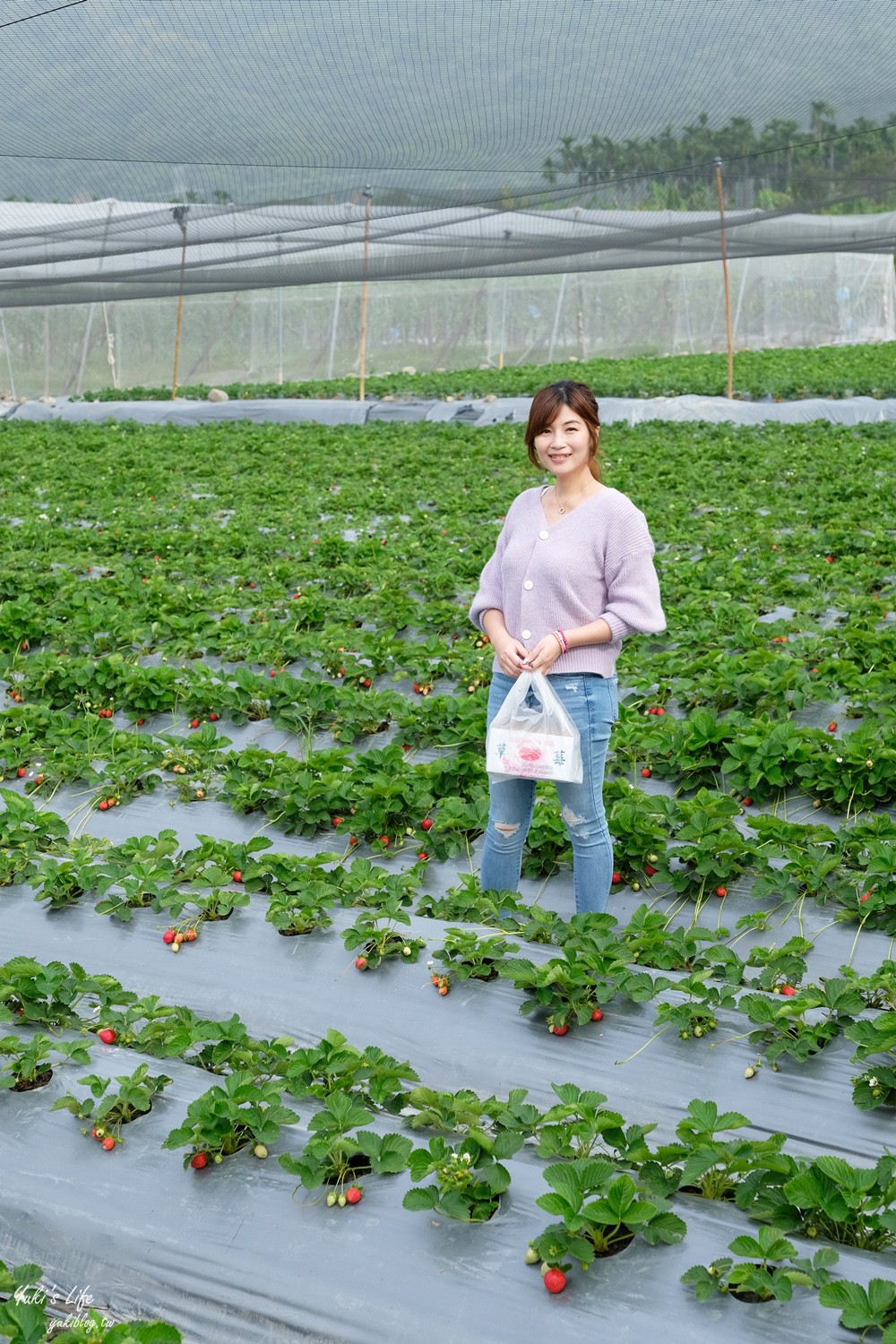 南投也可以採草莓「國姓鄉阿地草莓園」場地很大自己來尋寶 - yukiblog.tw
