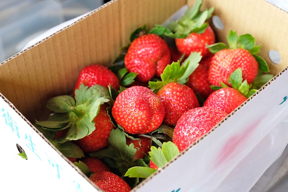 南投也可以採草莓「國姓鄉阿地草莓園」場地很大自己來尋寶 - yukiblog.tw