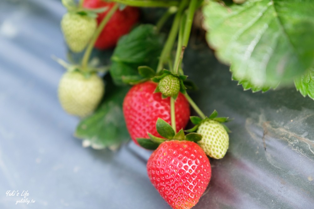 大湖草莓園推薦「莓李帽」苗栗馬拉邦山梯田式草莓園也太美！草莓餐療癒你的心 - yukiblog.tw