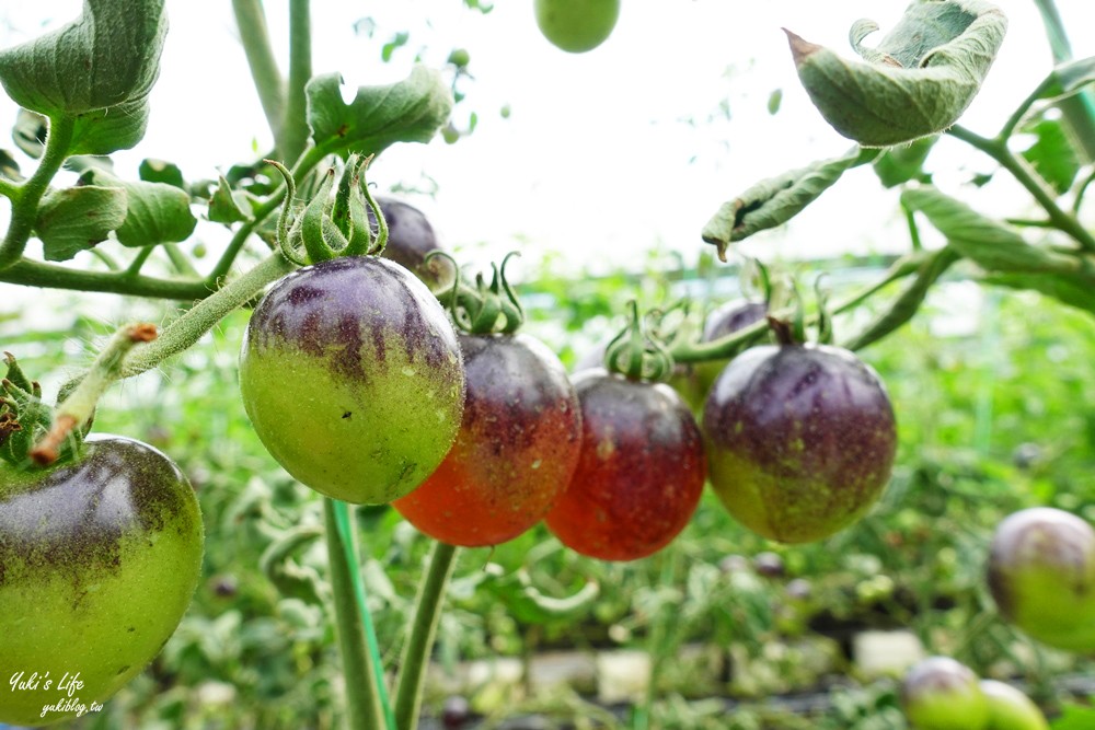 新竹關西景點》金勇DIY番茄農場~30多個品種番茄聯合國主題！番茄餐、搗麻糬(免門票) - yukiblog.tw
