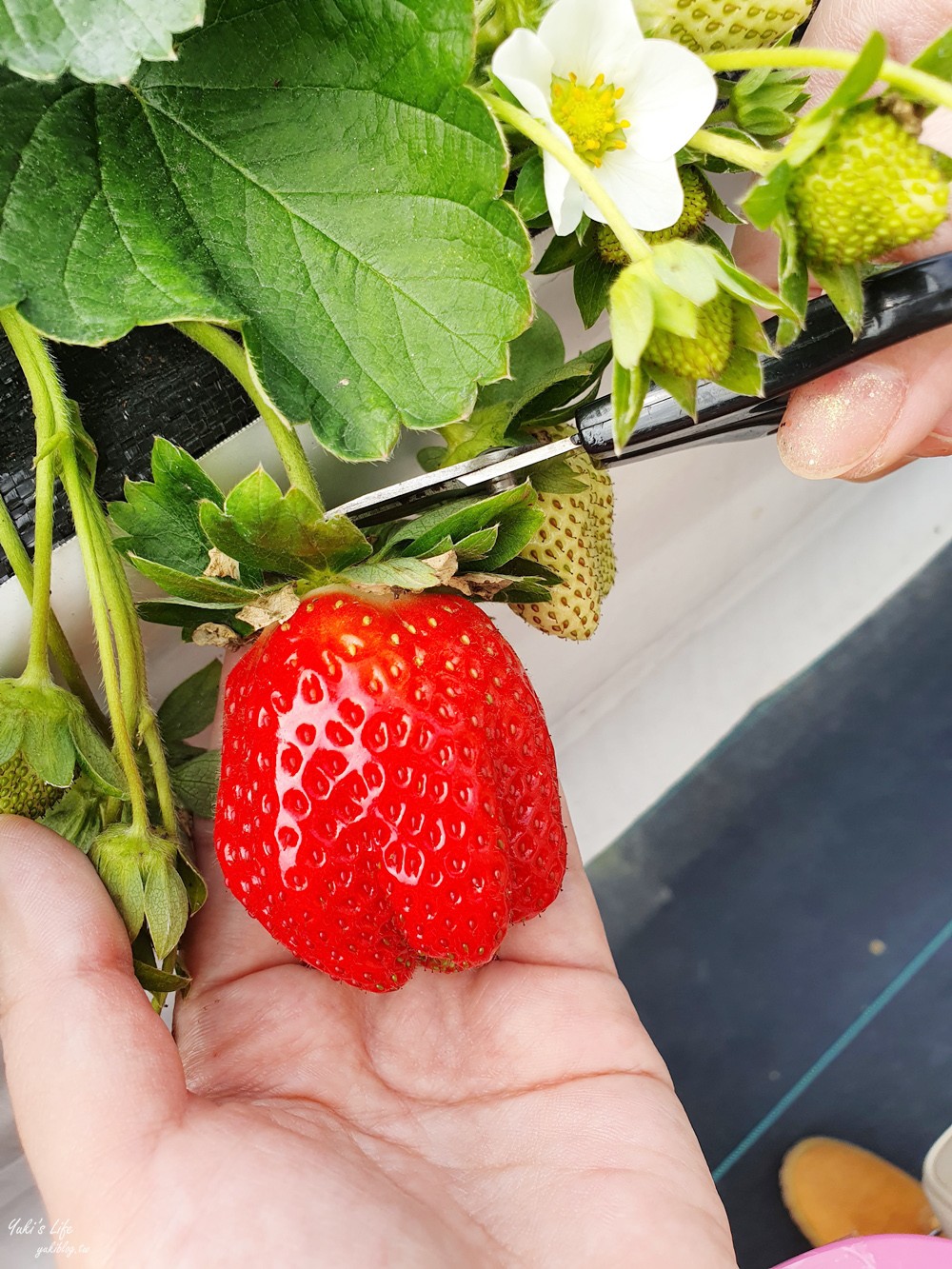 避開人潮來這採草莓！QQ草莓園~高架採草莓很輕鬆方便，意外採到巨無霸大草莓！ - yukiblog.tw