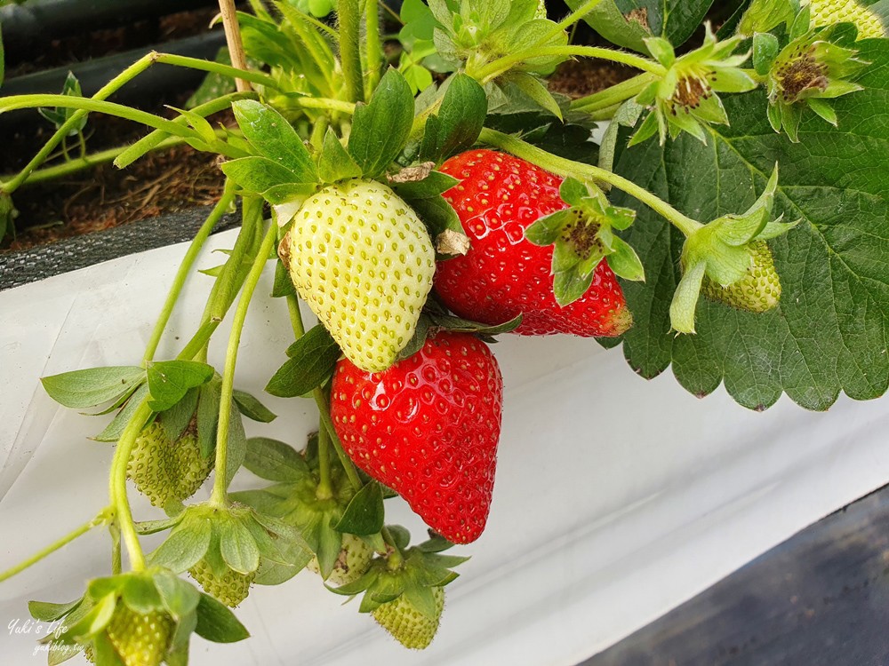 避開人潮來這採草莓！QQ草莓園~高架採草莓很輕鬆方便，意外採到巨無霸大草莓！ - yukiblog.tw