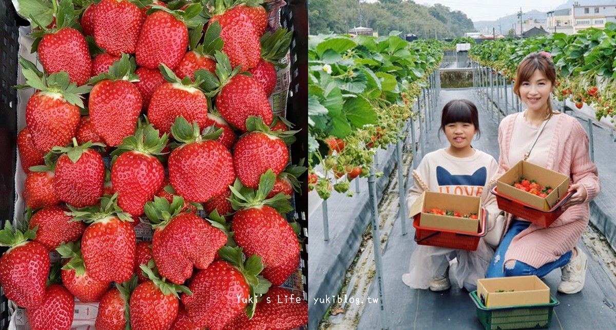 苗栗大湖採草莓一日遊》草莓園推薦、草莓火鍋、草莓咖啡廳，情侶約會好去處 - yukiblog.tw