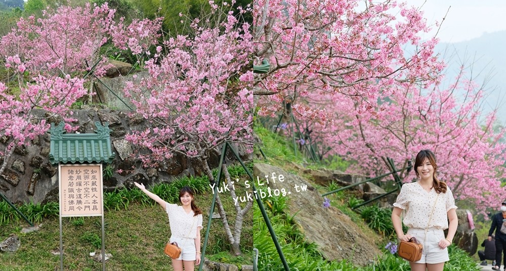 嘉義景點∣阿里山彌陀禪寺∣櫻花季粉嫩賞櫻勝地必拍點,八重櫻昭和櫻接力放送