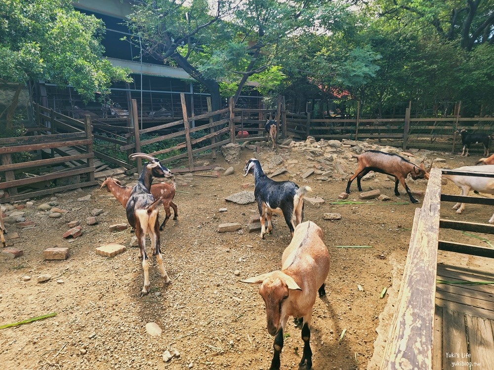 羊世界牧場》假日好去處小型動物園，桃園中壢親子景點 - yukiblog.tw