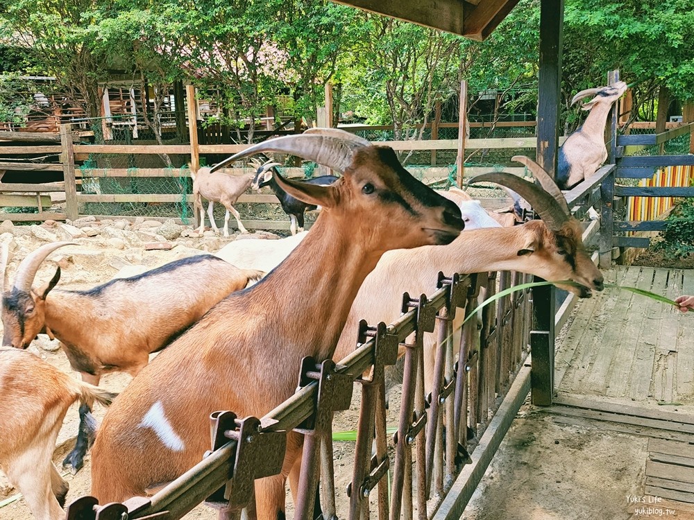 羊世界牧場》假日好去處小型動物園，桃園中壢親子景點 - yukiblog.tw