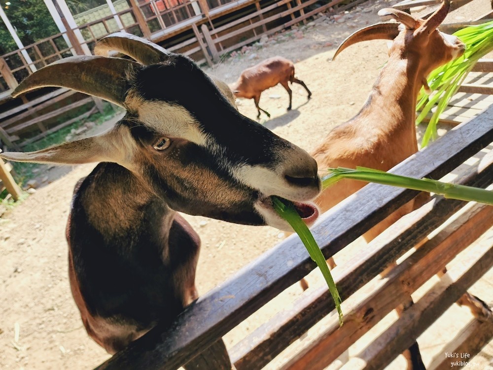 羊世界牧場》門票便宜小型動物園，桃園中壢親子景點 - yukiblog.tw
