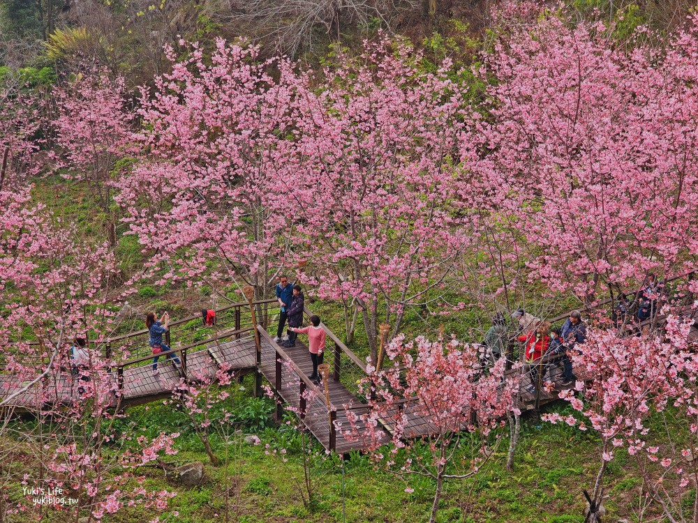 嘉義阿里山櫻花|櫻之道步道|石棹步道群~賞昭和櫻景點推薦