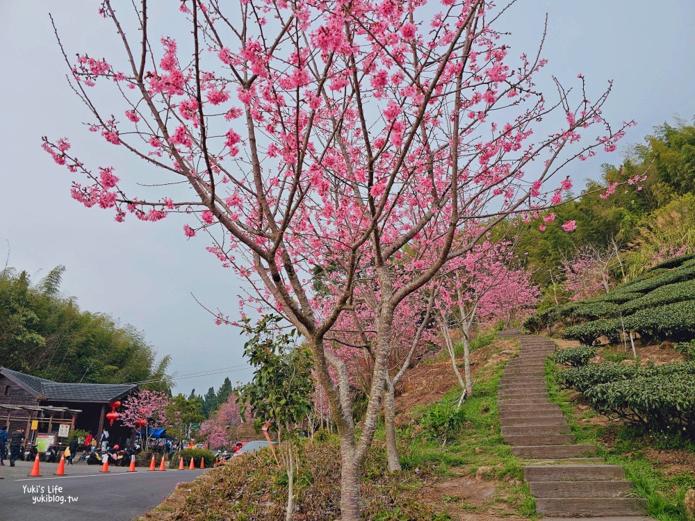 嘉義阿里山櫻花|櫻之道步道|石棹步道群~賞昭和櫻景點推薦 - yukiblog.tw