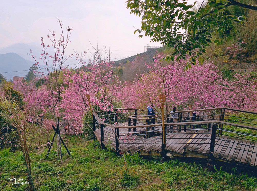 嘉義阿里山櫻花|櫻之道步道|石棹步道群~賞昭和櫻景點推薦 - yukiblog.tw