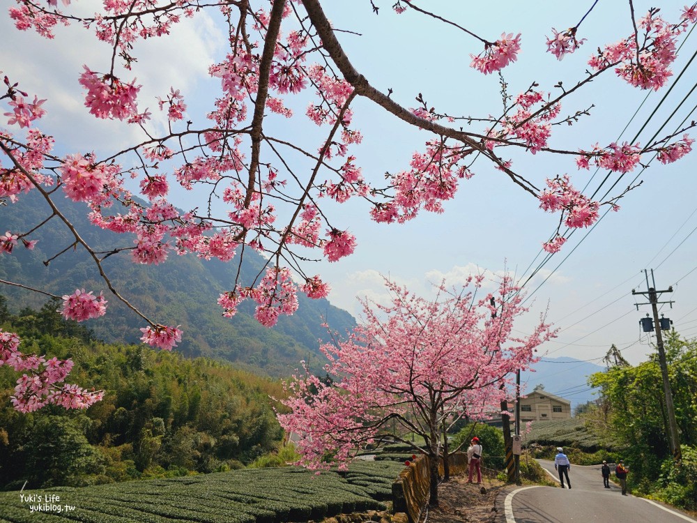 嘉義阿里山櫻花|中興製茶所|免費參觀,茶園與昭和櫻美景 - yukiblog.tw