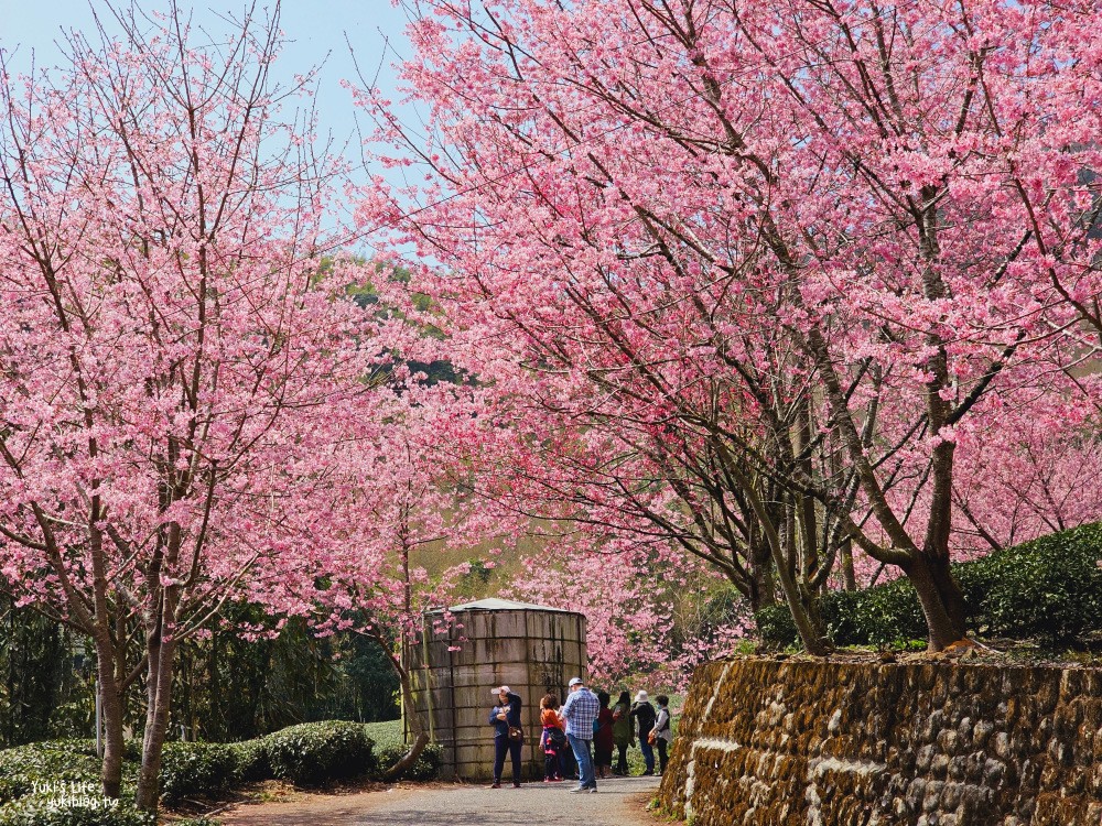 嘉義阿里山櫻花|中興製茶所|免費參觀,茶園與昭和櫻美景