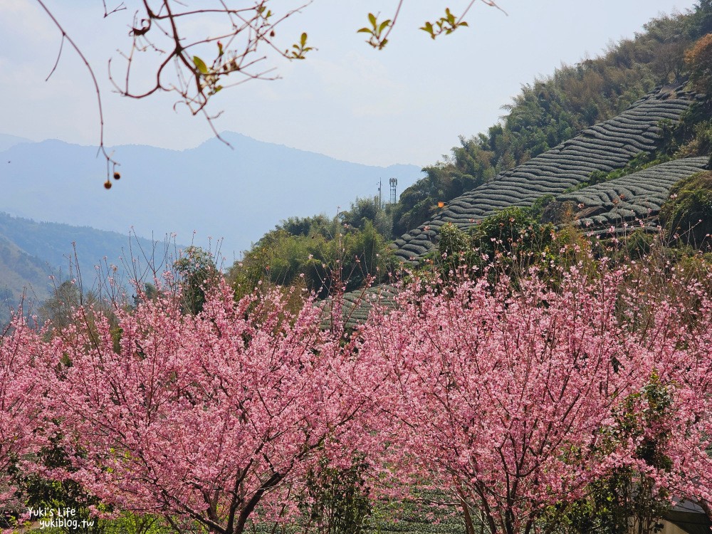 嘉義阿里山櫻花|中興製茶所|免費參觀,茶園與昭和櫻美景 - yukiblog.tw