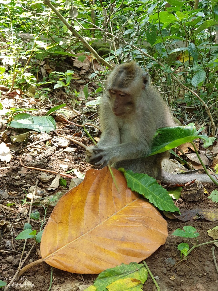【峇里島烏布親子景點】聖猴森林公園(Ubud Monkey Forest)都是猴子讓你一路尖叫 - yukiblog.tw
