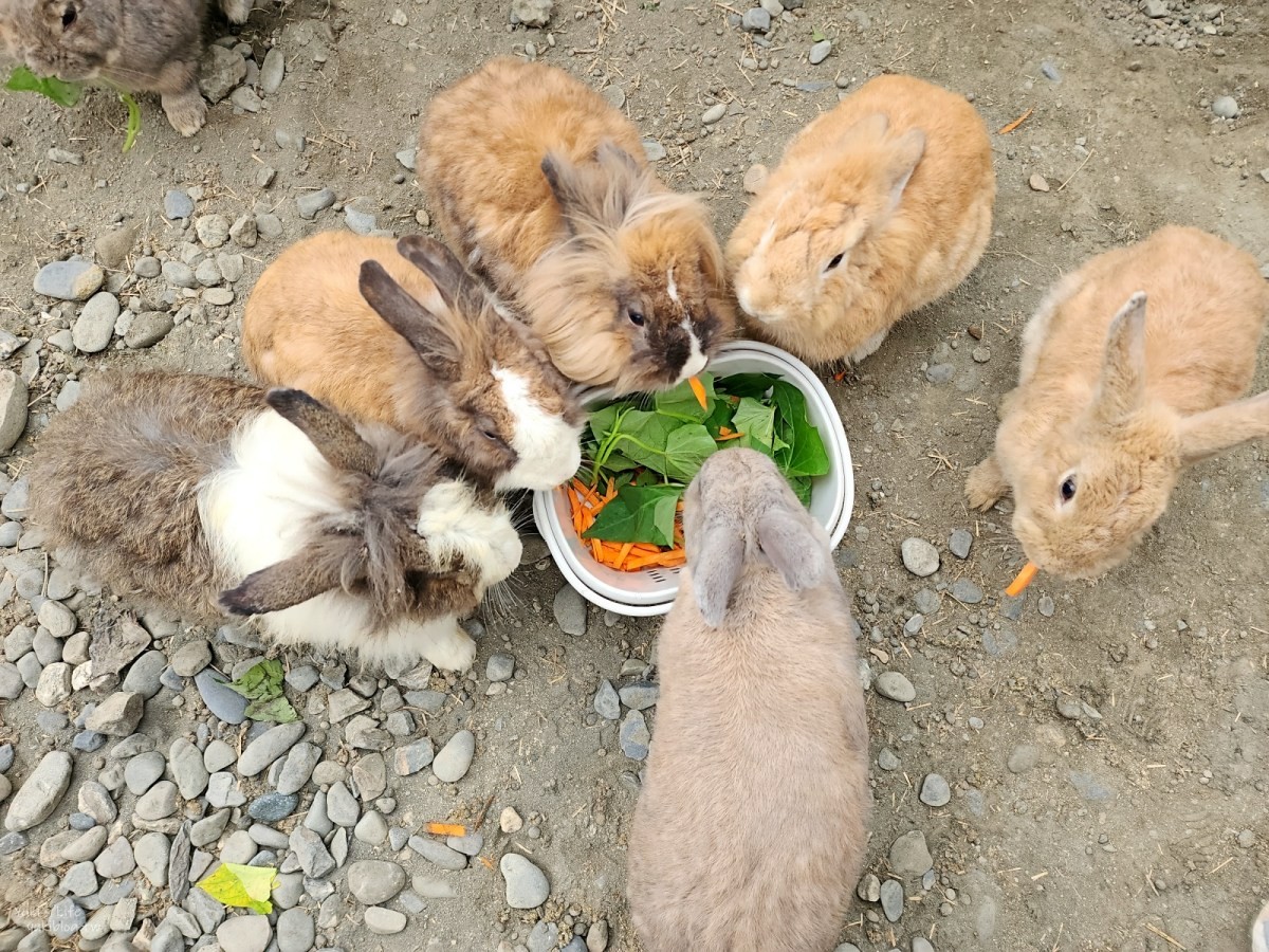 屏東景點》蕭家大院兔子親子餐廳，兔子比遊客還多超萌，屏東一日遊好去處 - yukiblog.tw
