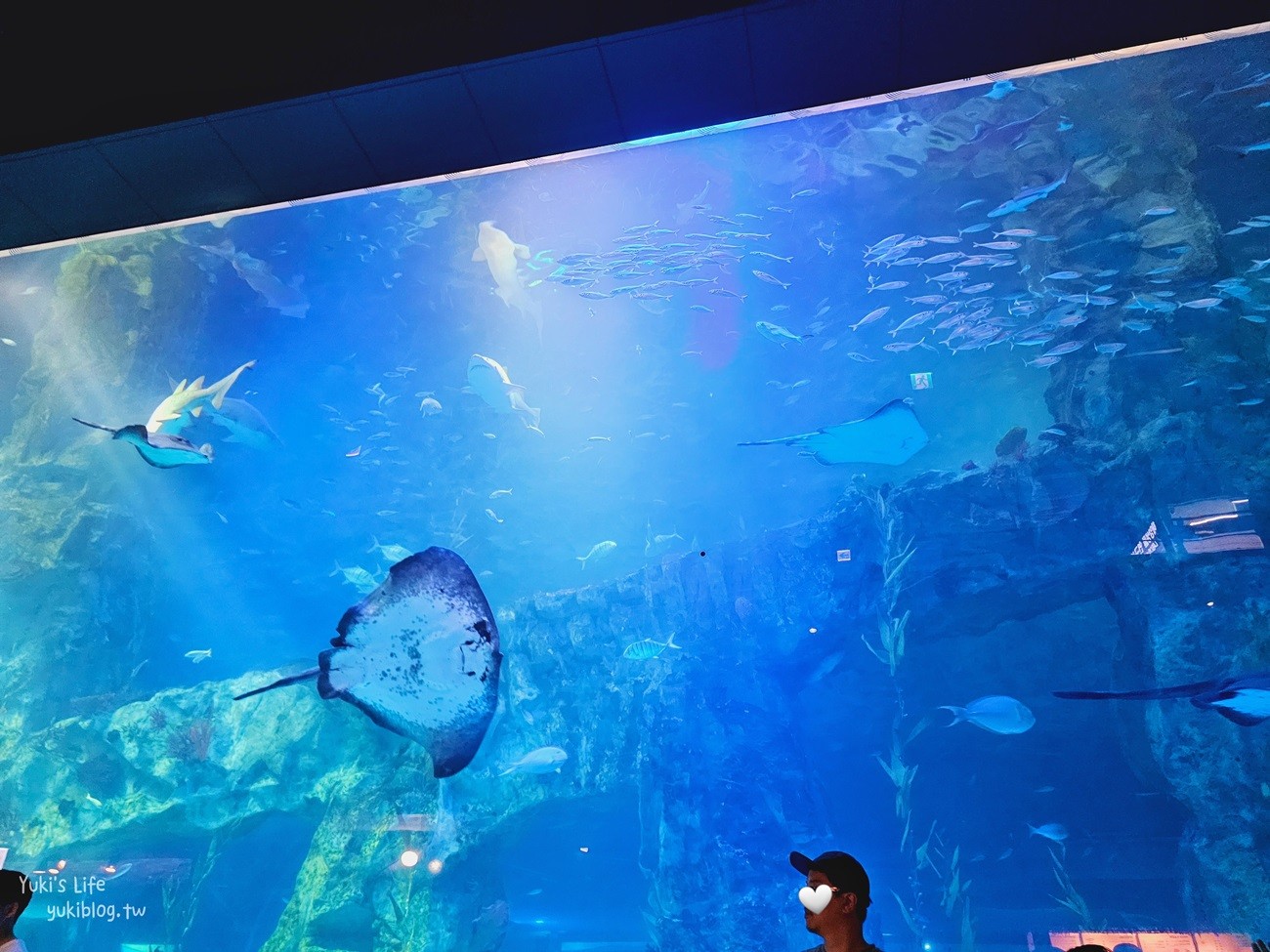 韓國首爾親子景點》樂天世界水族館，首爾下雨景點雨天備案~超萌小白鯨和企鵝有夠療癒！ - yukiblog.tw
