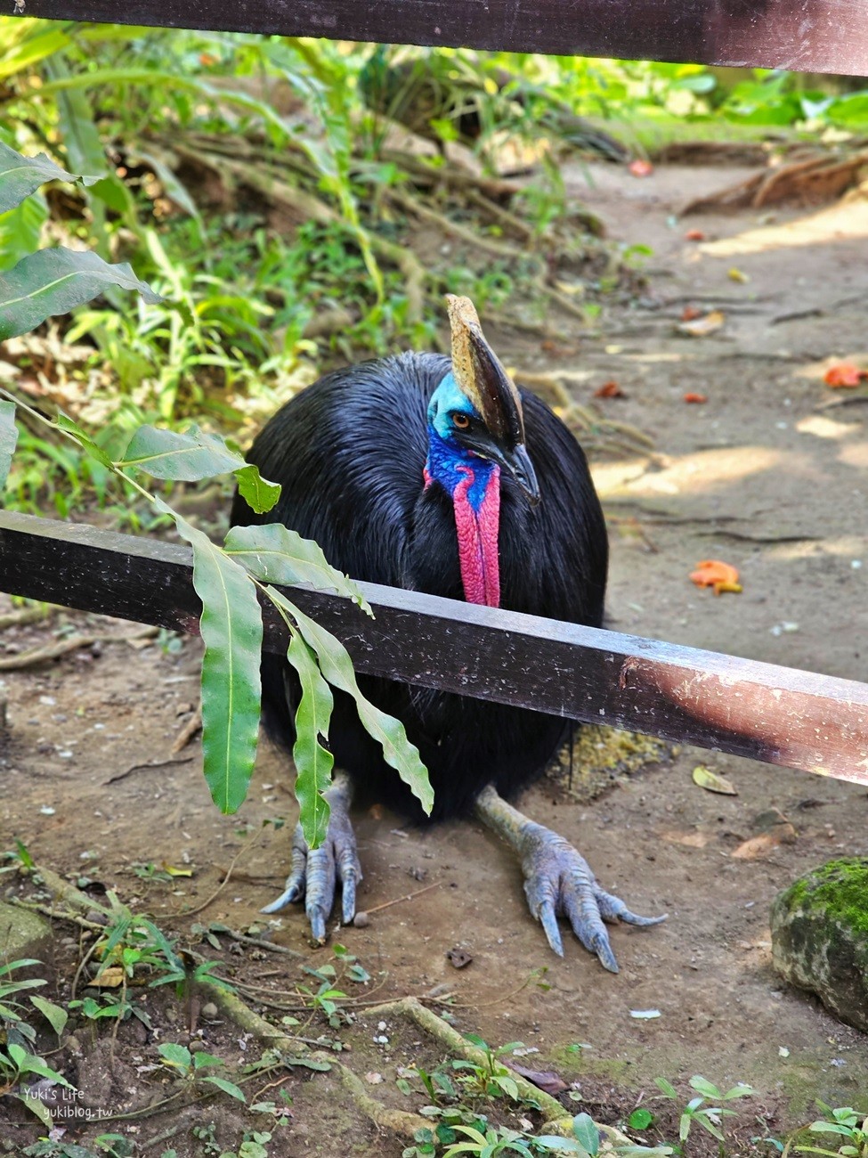 峇里島親子景點》烏布鳥園​​​​​​​Bali Bird Park～必玩推薦！超過1300隻鳥類！ - yukiblog.tw
