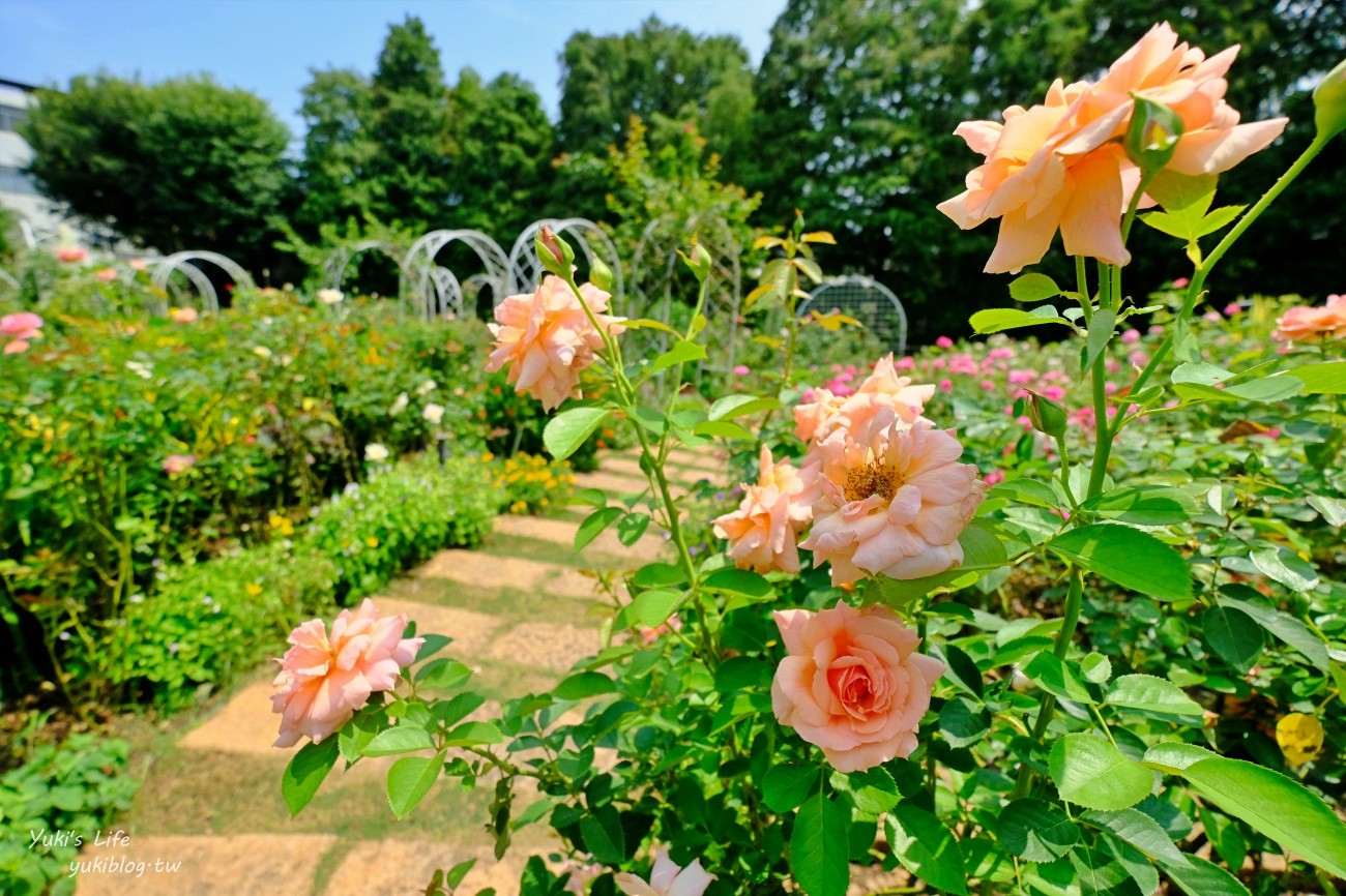 桃園景點推薦》雅聞魅力博覽館，免門票觀光工廠~浪漫歐風玫瑰園就在這裡 - yukiblog.tw