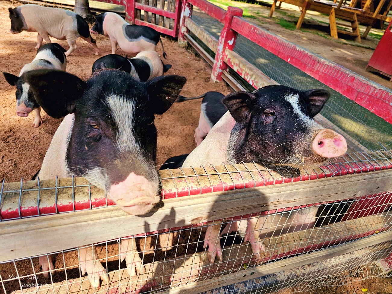 芭達雅景點》芭達雅小綿羊農莊，門票和心得分享~激推親子景點！ - yukiblog.tw