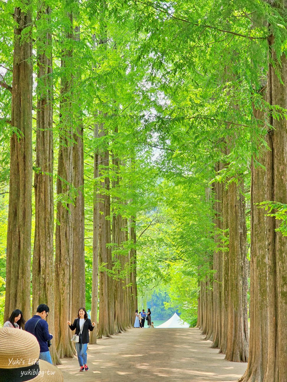 韓國景點|南怡島|韓劇熱愛取景勝地，漫步在水杉林間~享受自然之美 - yukiblog.tw
