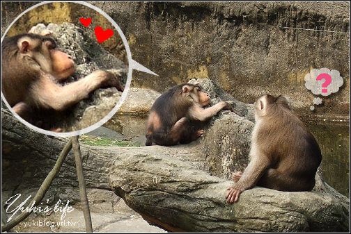 [玩-台北]木柵動物園(上) 趴趴走看猴子 - yukiblog.tw