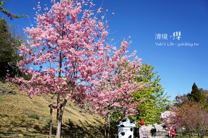 【南投清境農場】櫻花紛飛時(下)‧觀山牧區粉櫻盛開有如小武陵一般 - yukiblog.tw