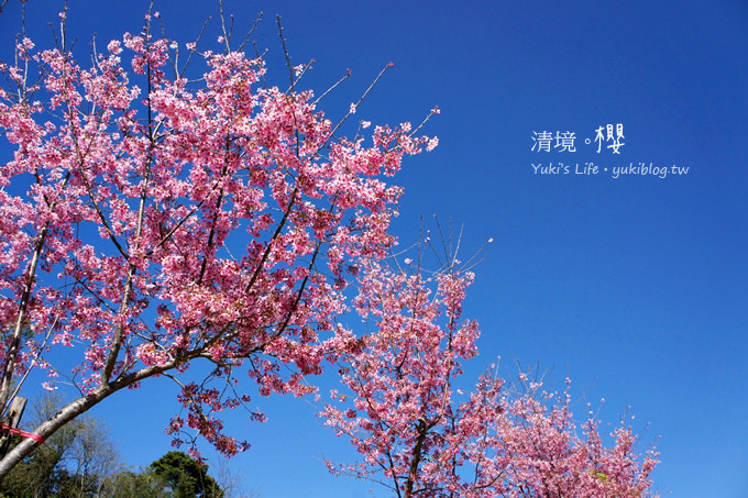 【南投清境農場】櫻花紛飛時(下)‧觀山牧區粉櫻盛開有如小武陵一般 - yukiblog.tw