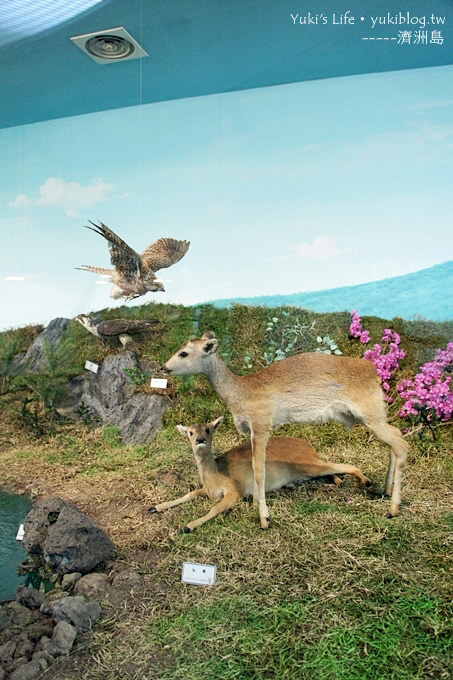 韓國濟洲島旅行【自然史博物館】了解濟洲綜合概況 - yukiblog.tw