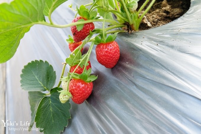 大家在問的北部採草莓推薦『323溫室精緻農場』開放了！場地夠大下雨天也能採~ - yukiblog.tw