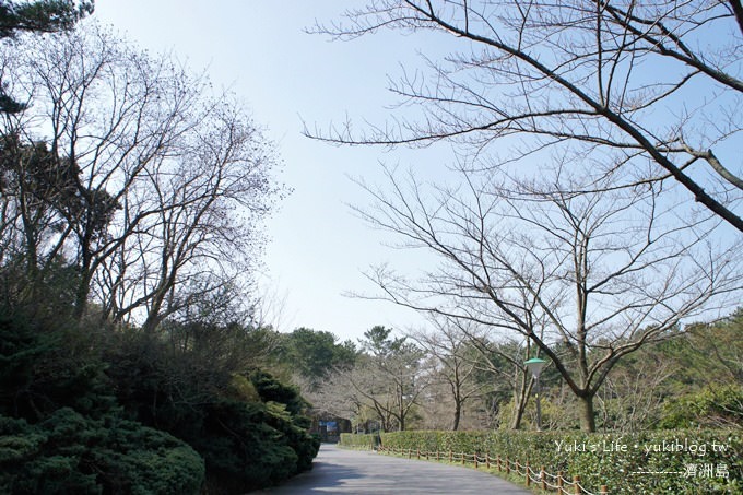 韓國濟洲島旅行【漢拏樹木園】櫻花大道盛開時期是每年的3月下旬~4月中旬 - yukiblog.tw