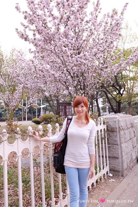 韓國首爾自由行【汝矣島賞櫻花野餐】正巧碰上櫻花季尾巴