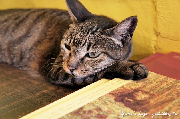 [台中食記]＊【胡同咖啡】貓咪在你身邊漫步.睡覺 ~ 好慵懶的藝術空間